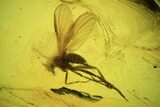 Three Fossil Flies And Cicada Larva In Baltic Amber #120616-1